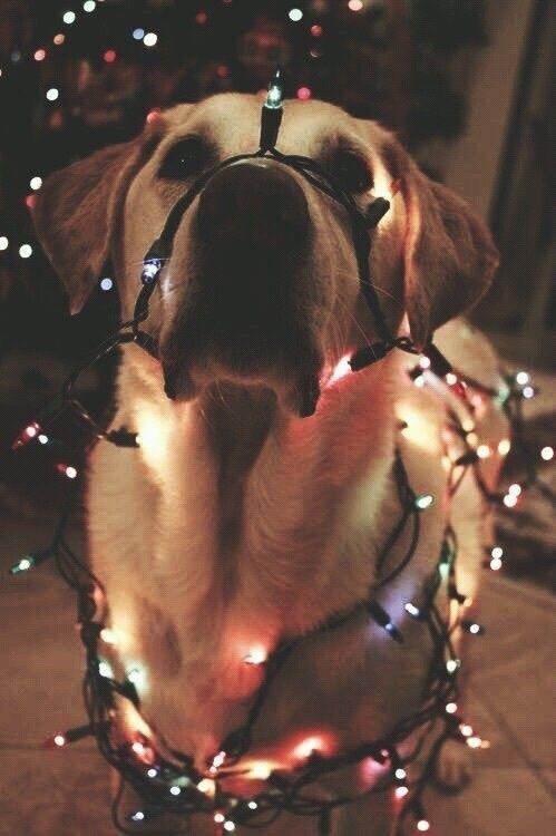 Perro con una guirnalda de luces alrededor