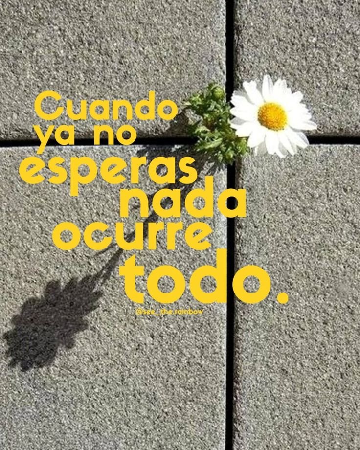 Margarita creciendo entre baldosas con una frase sobre esperar